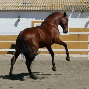 Ejemplar Modelo 1